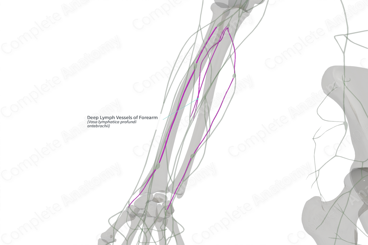 Deep Lymph Vessels of Forearm (Right)
