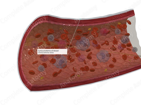 Tunica Externa of Vessel