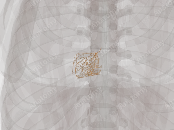Atrioventricular Bundle