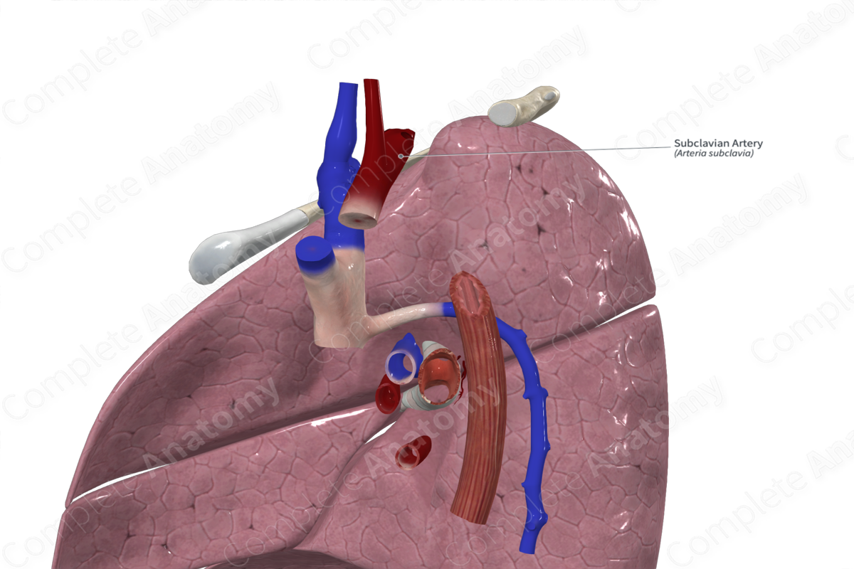 Subclavian Artery 