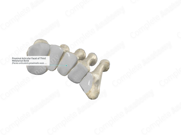 Proximal Articular Facet of Third Metatarsal Bone