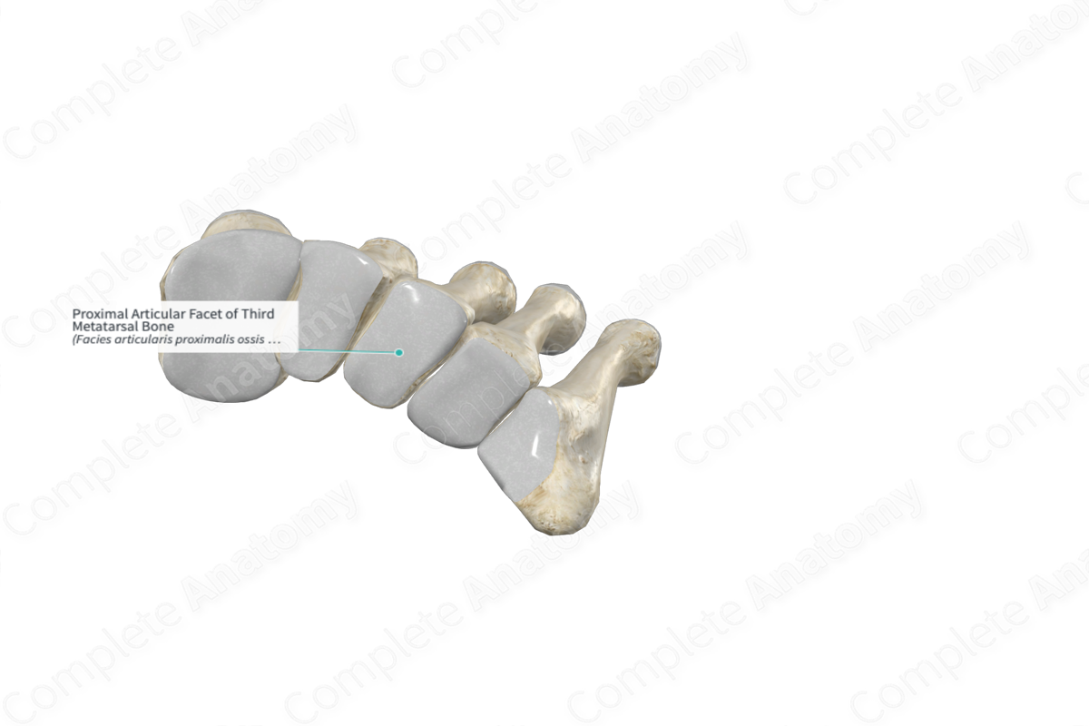 Proximal Articular Facet of Third Metatarsal Bone 