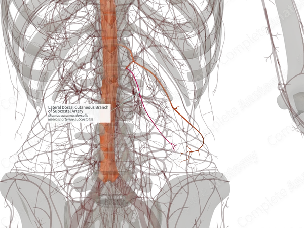 Lateral Dorsal Cutaneous Branch of Subcostal Artery (Right)