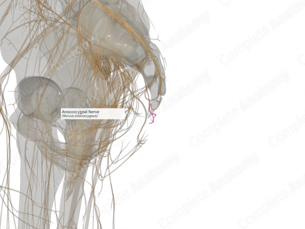 Anococcygeal Nerve (Right)