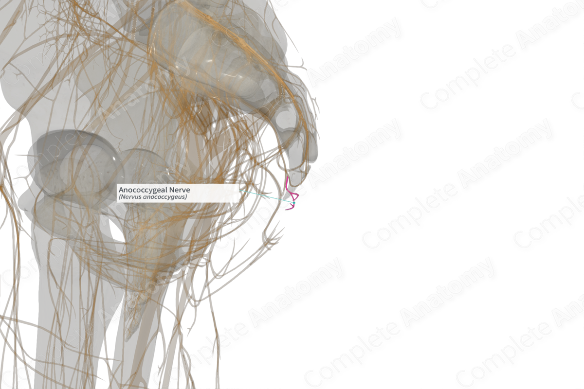 Anococcygeal Nerve (Right)