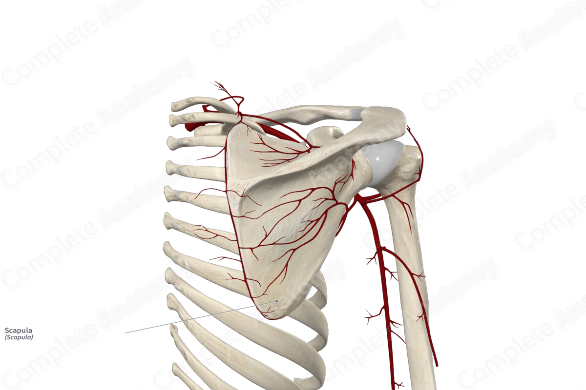 https://cdn.3d4medical.com/complete_anatomy-userdata/video-sticky/67/71d862bfbd.webp
