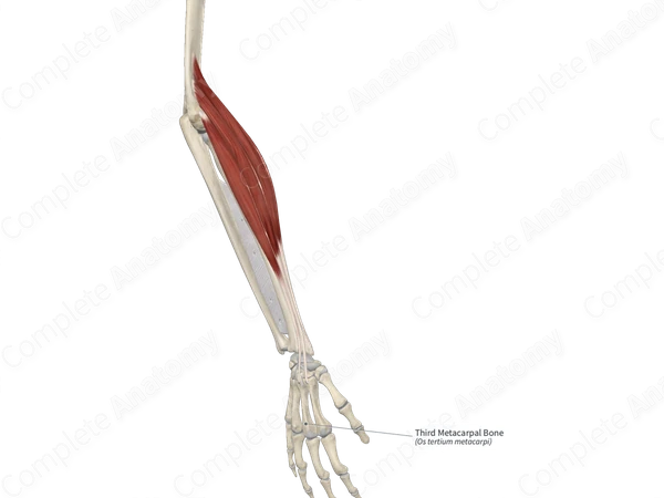 Third Metacarpal Bone 