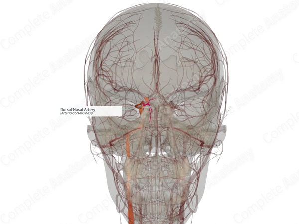 Dorsal Nasal Artery (Right)
