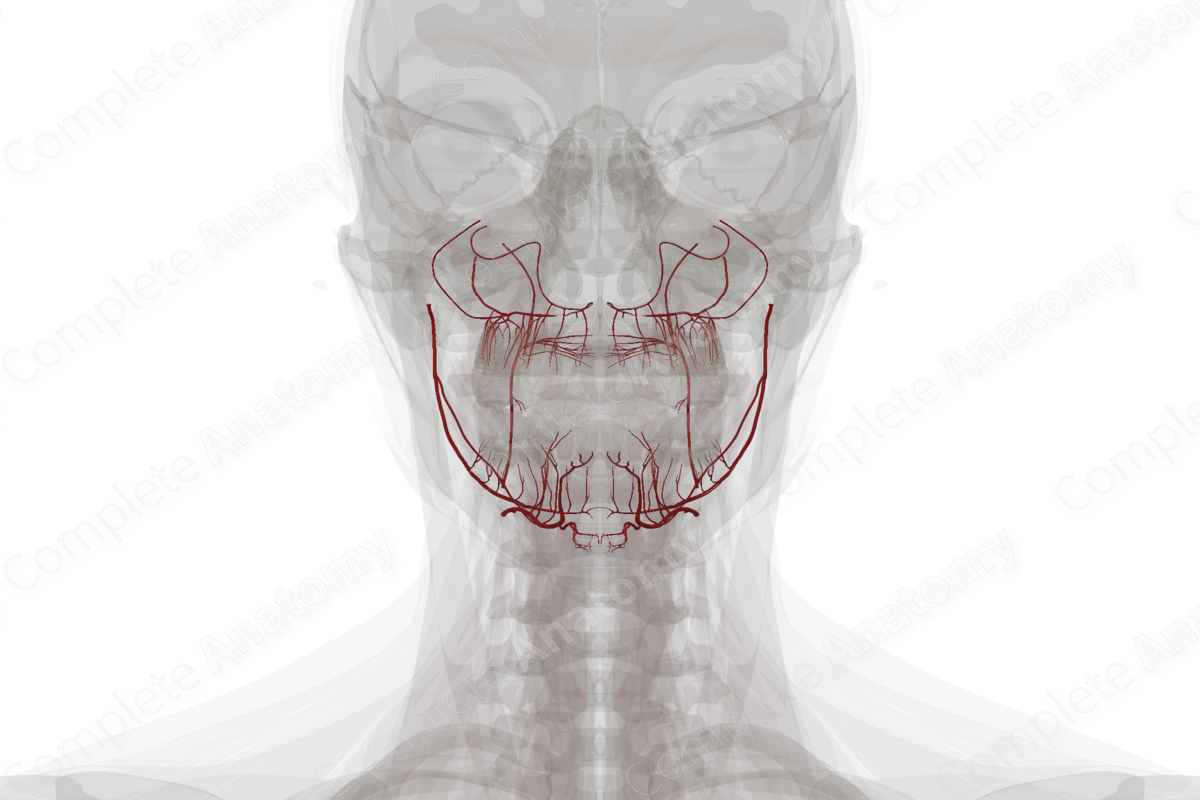 Arteries of Oral Cavity