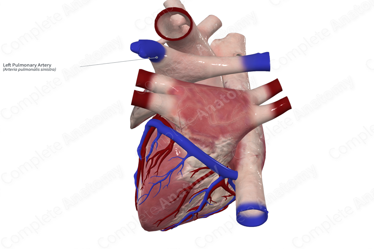 Left Pulmonary Artery