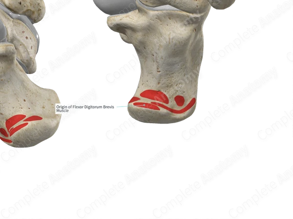 Origin of Flexor Digitorum Brevis Muscle | Complete Anatomy