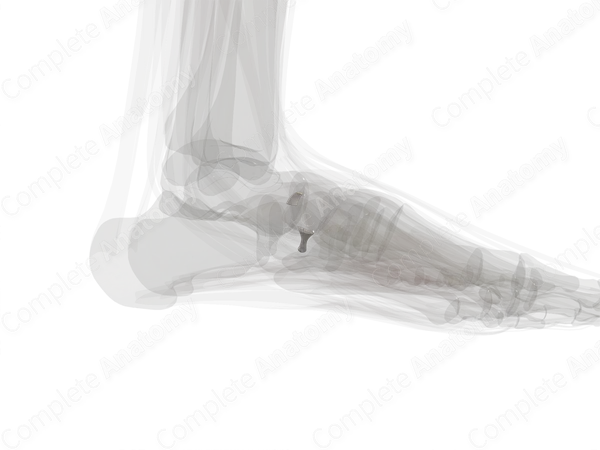 Cuboideonavicular Joint (Left)