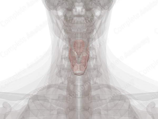 Larynx