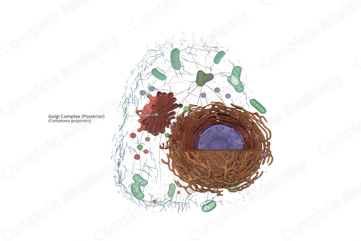 Golgi Complex (Posterior)