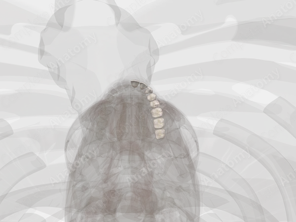 Maxillary Dental Arch (Left Quadrant)