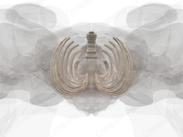 Bones of Thorax