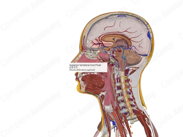 Superior Vertebral End Plate (C6-C7)