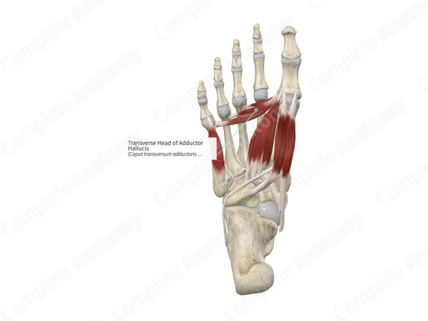 Transverse Head of Adductor Hallucis