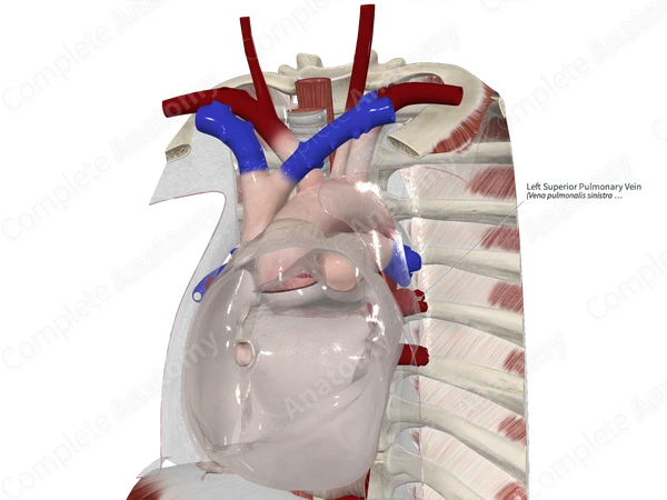 Left Superior Pulmonary Vein
