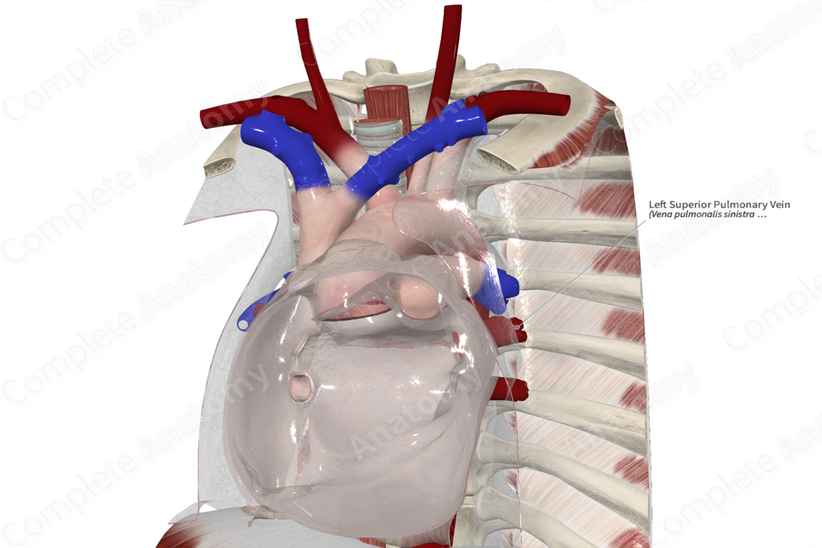 Left Superior Pulmonary Vein