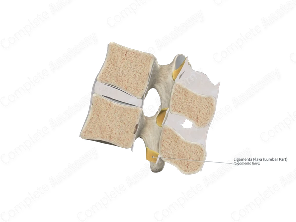 Ligamenta Flava (Lumbar Part)