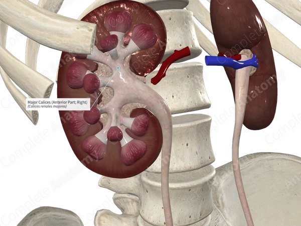 Major Calices (Anterior Part; Right)