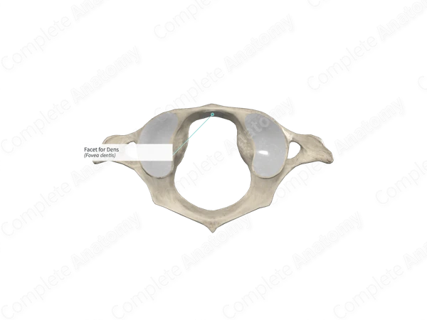 Facet for Dens Complete Anatomy
