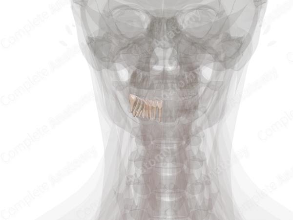 Mandibular Dental Arch (Left Quadrant)