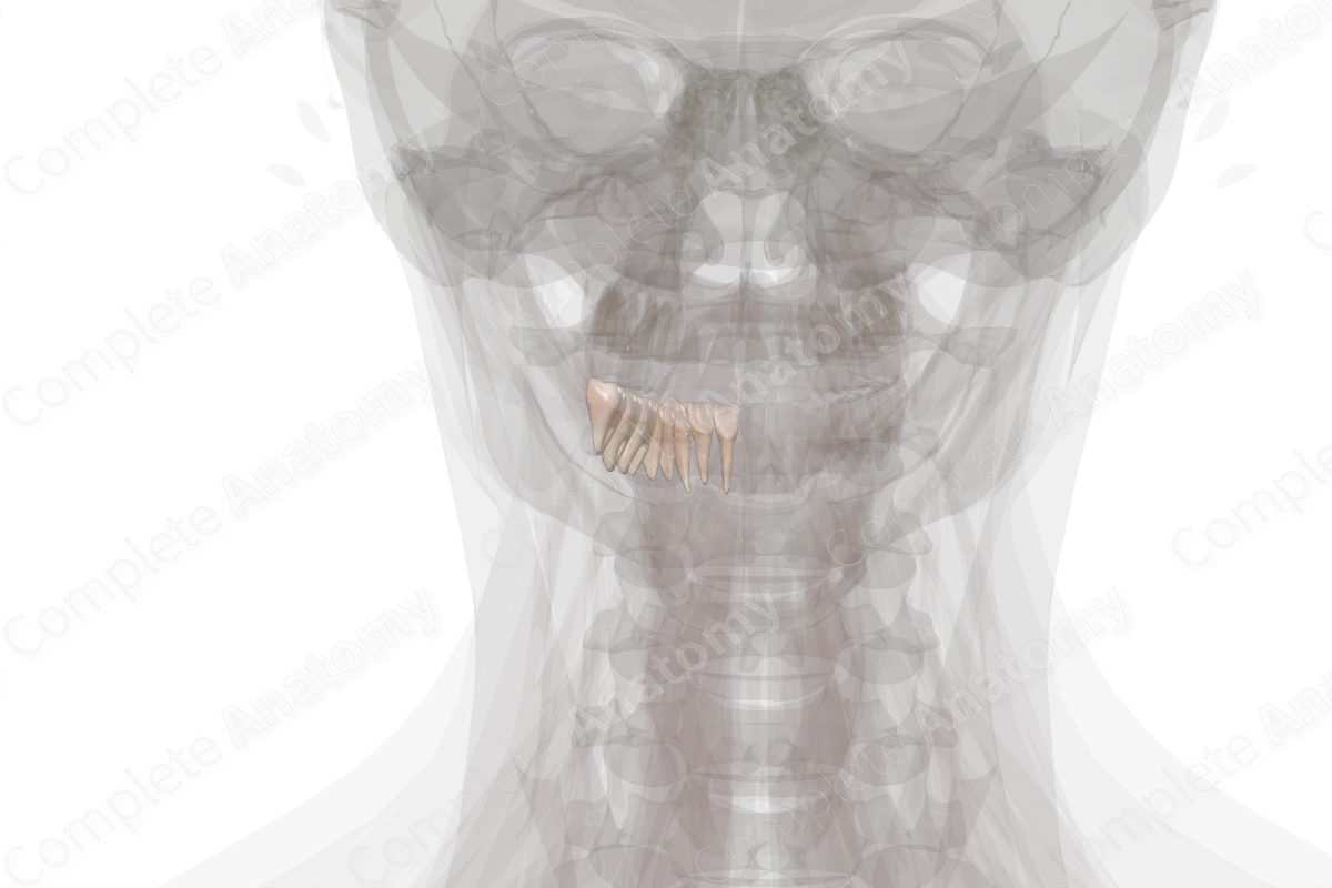 Mandibular Dental Arch (Left Quadrant)