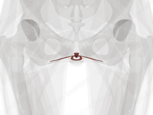 Female External Urethral Sphincter