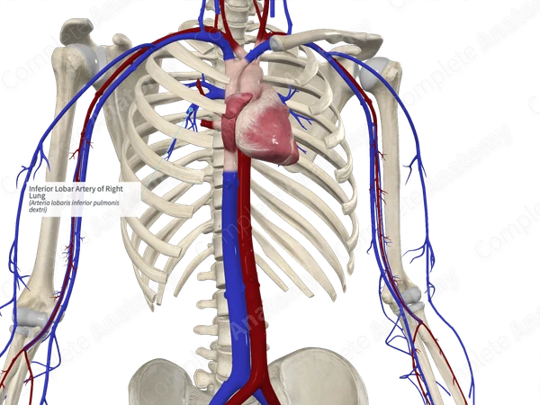 Inferior Lobar Artery of Right Lung