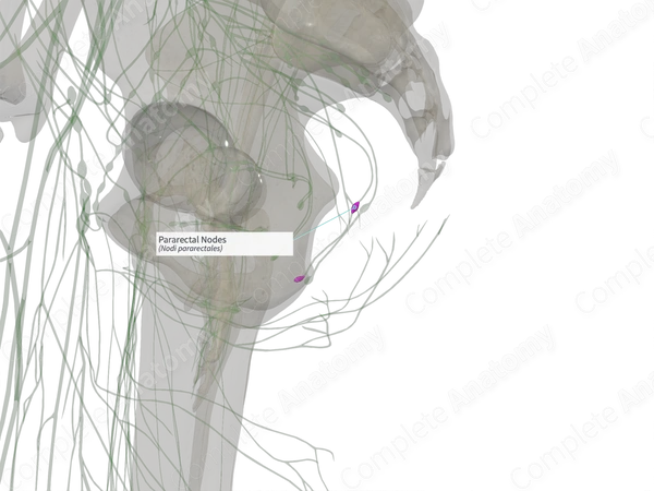 Pararectal Nodes (Left)