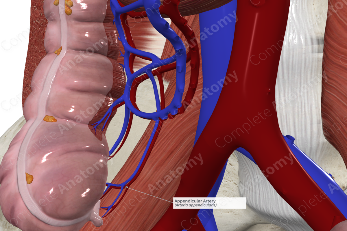 Appendicular Artery