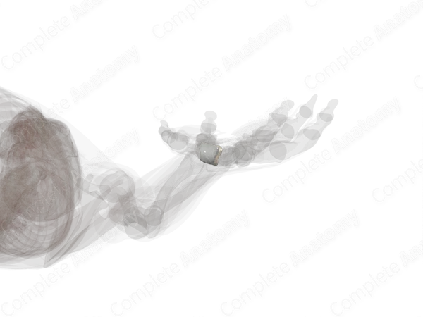 Fourth Metacarpal Bone (Left)