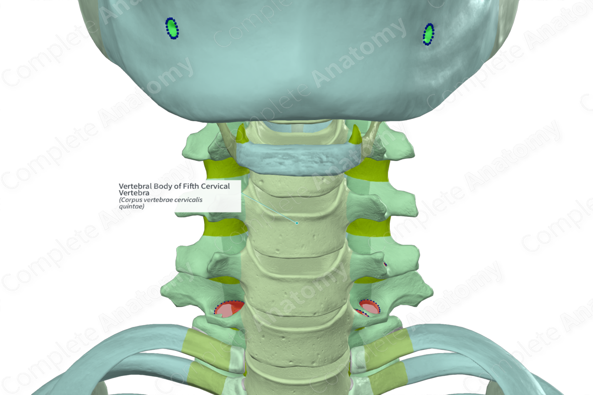 Vertebral Body of Fifth Cervical Vertebra