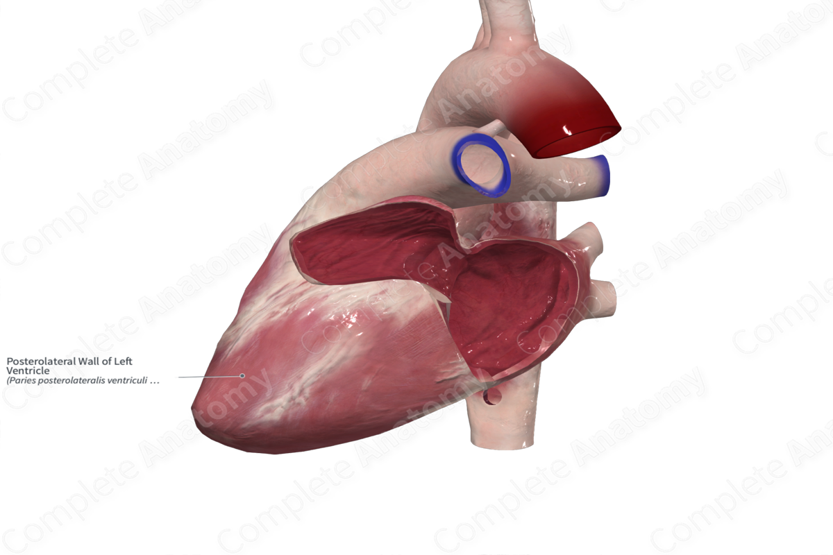 Posterolateral Wall of Left Ventricle