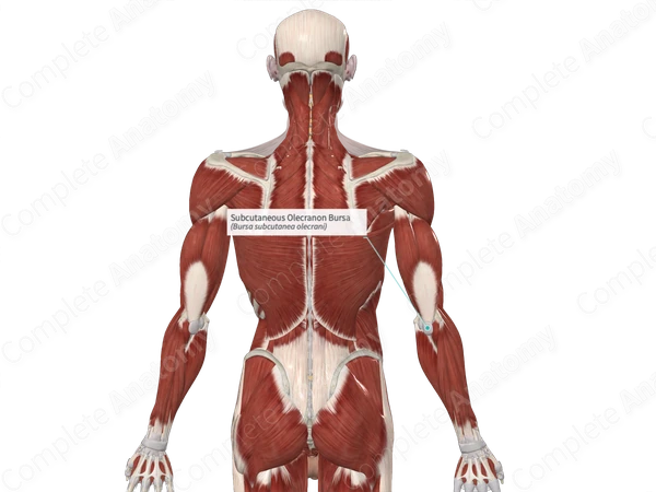 Subcutaneous Olecranon Bursa