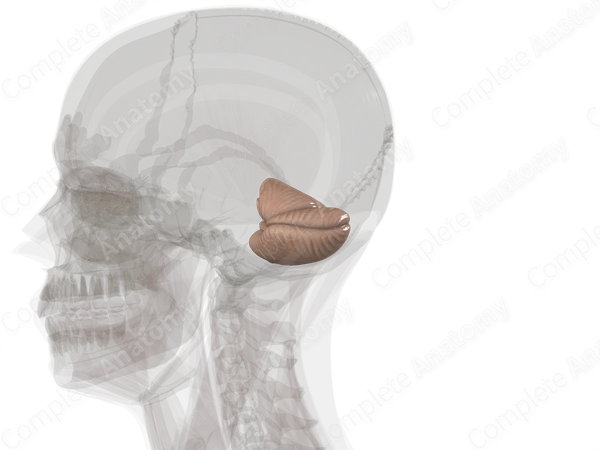 Cerebellum