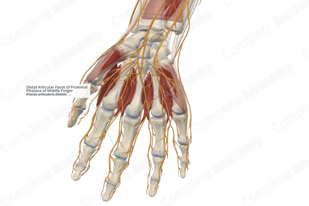 Distal Articular Facet of Proximal Phalanx of Middle Finger 