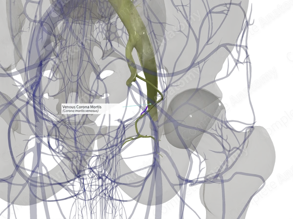 Venous Corona Mortis (Left)