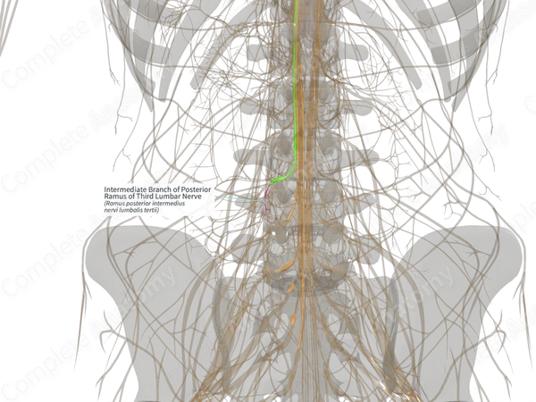 Intermediate Branch of Posterior Ramus of Third Lumbar Nerve (Right)