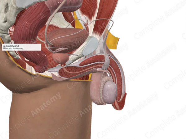 Seminal Gland
