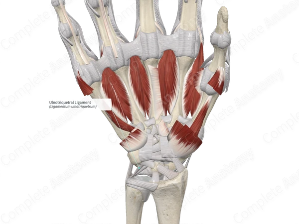 Ulnotriquetral Ligament 