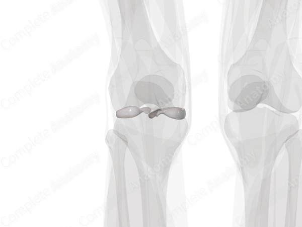 Cartilage of Knee Joint (Left)