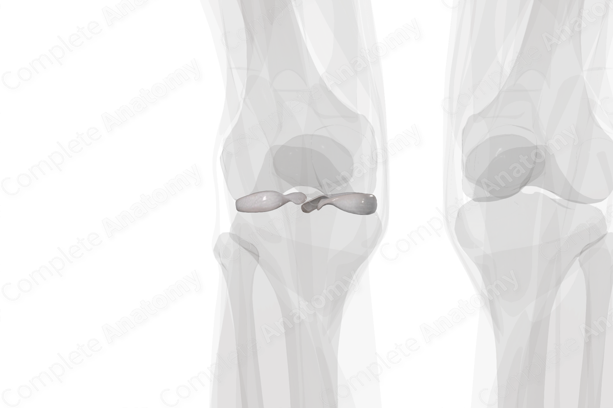 Cartilage of Knee Joint (Left)