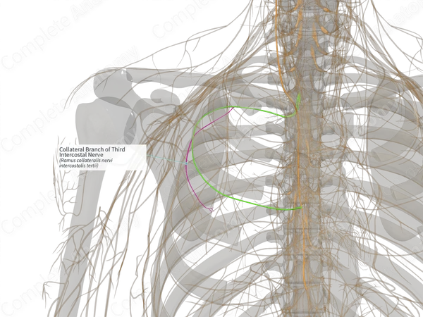 Collateral Branch of Third Intercostal Nerve (Left)