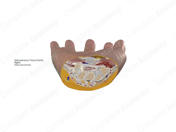Subcutaneous Tissue (Hand; Right)