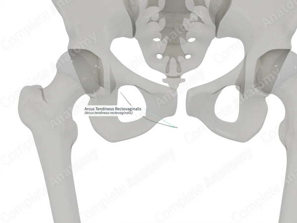Arcus Tendineus Rectovaginalis (Right)