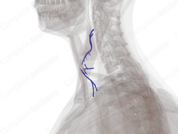 Veins of Thyroid Gland