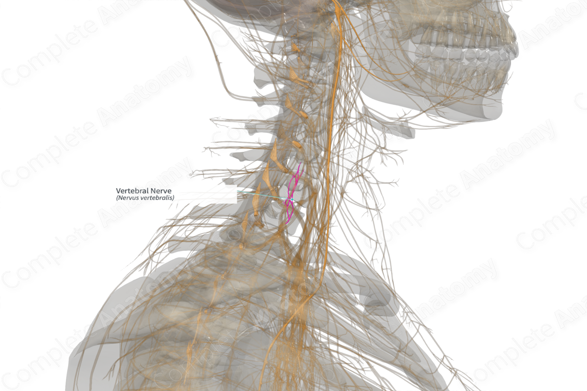 Vertebral Nerve (Right)